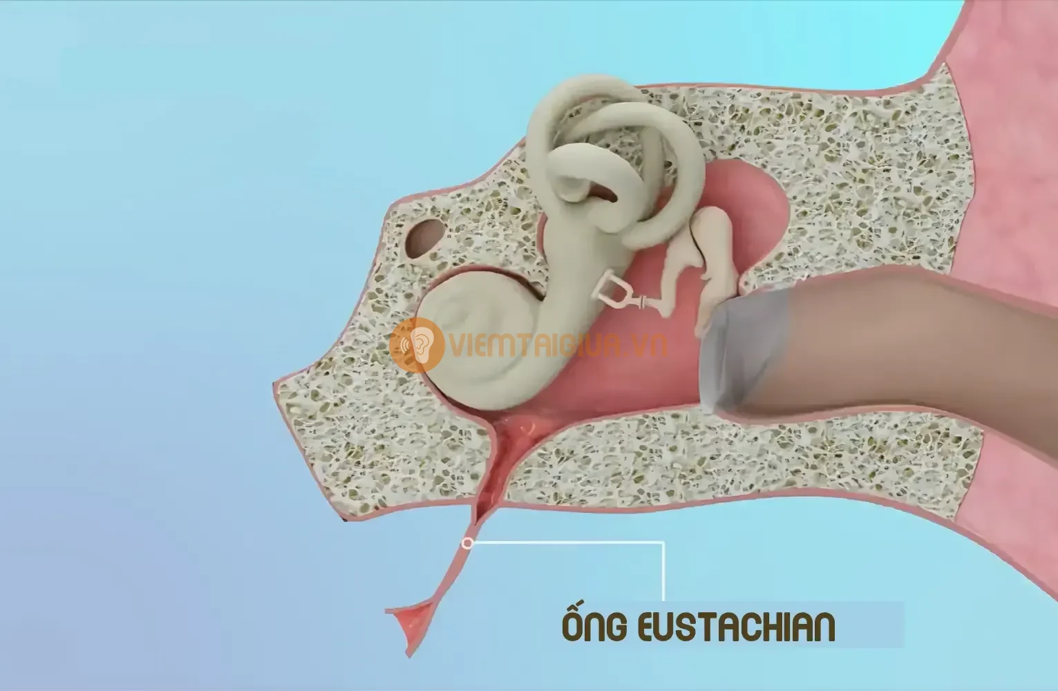 Áp suất cân bằng trong tai giúp màng nhĩ có thể hoạt động bình thường