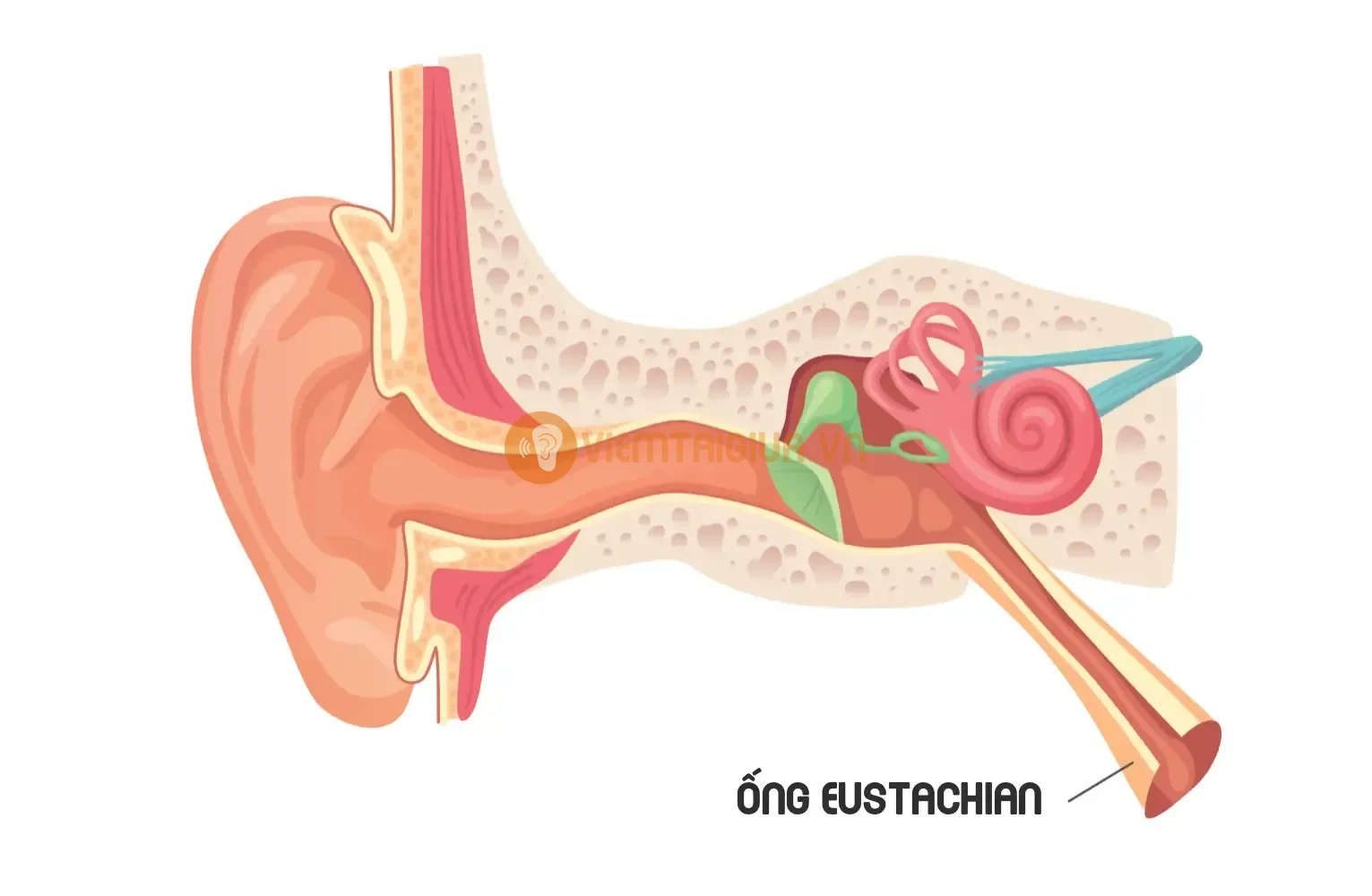 Vị trí ống eustachian