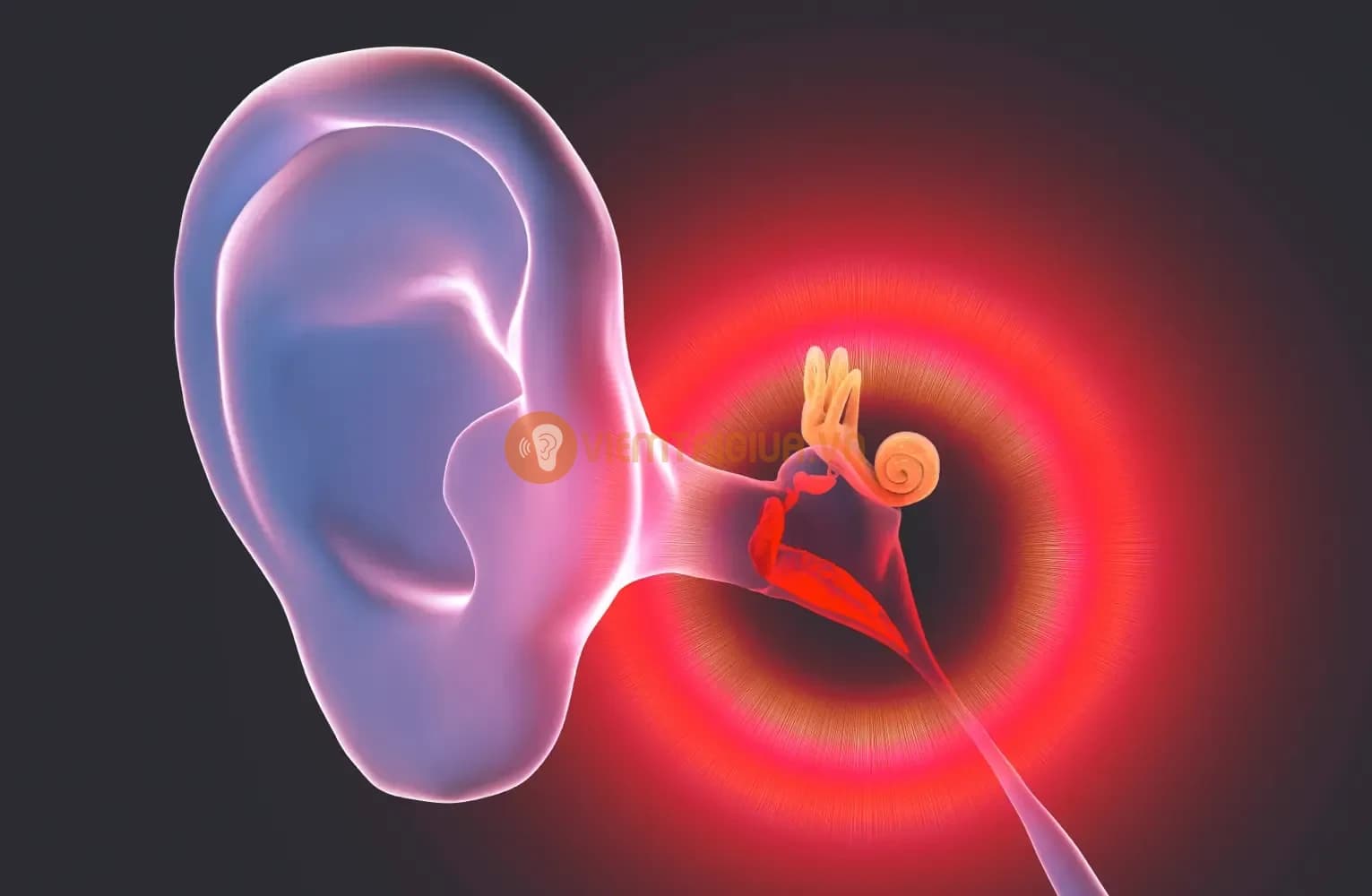 Nấm tai thường xuất hiện khi sống trong môi trường ẩm yếu hoặc hệ miễn dịch suy yếu