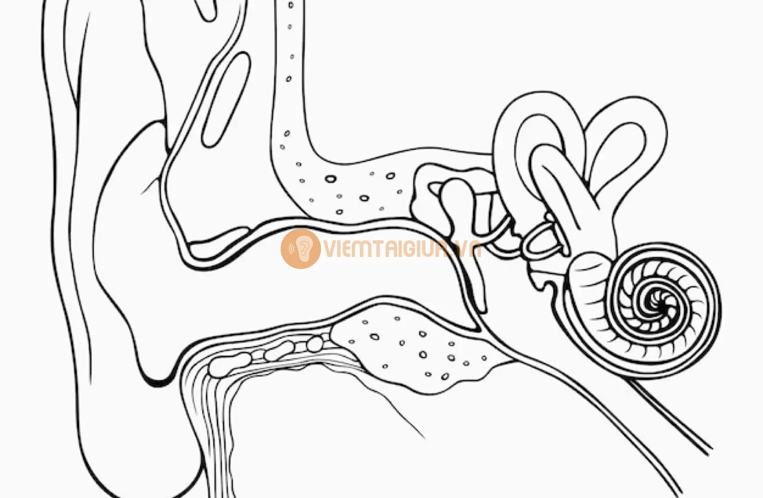 Dịch nhầy chứa virus thường theo đường họng lan tới tai gây viêm tai giữa