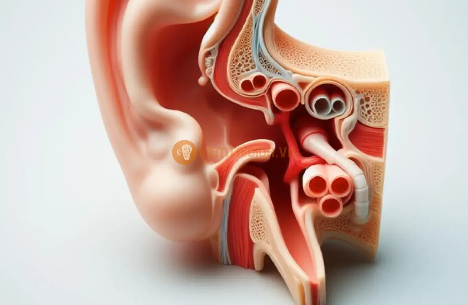 Ống eustachian lót bằng niêm mạc và có thể bị viêm nhiễm