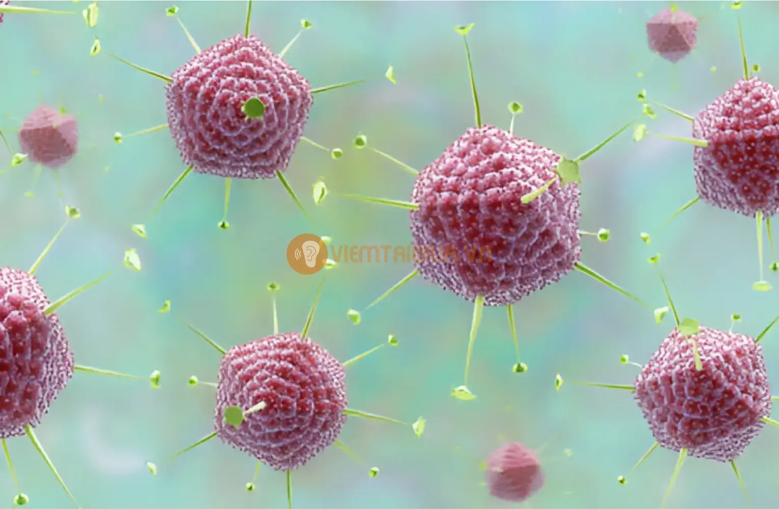 Các loại virus và adenovirus là tác nhân chính gây viêm tai giữa, chiếm 20-30%