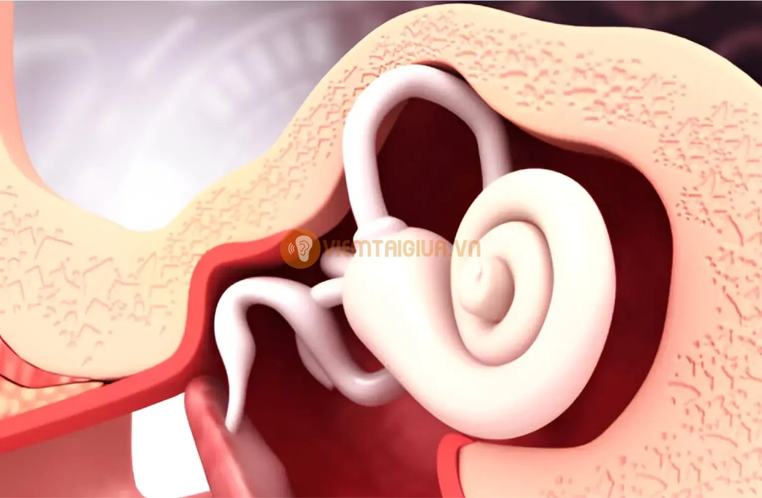 Viêm tai giữa và viêm tai ngoài đều là tình trạng viêm nhiễm xảy ra ở tai