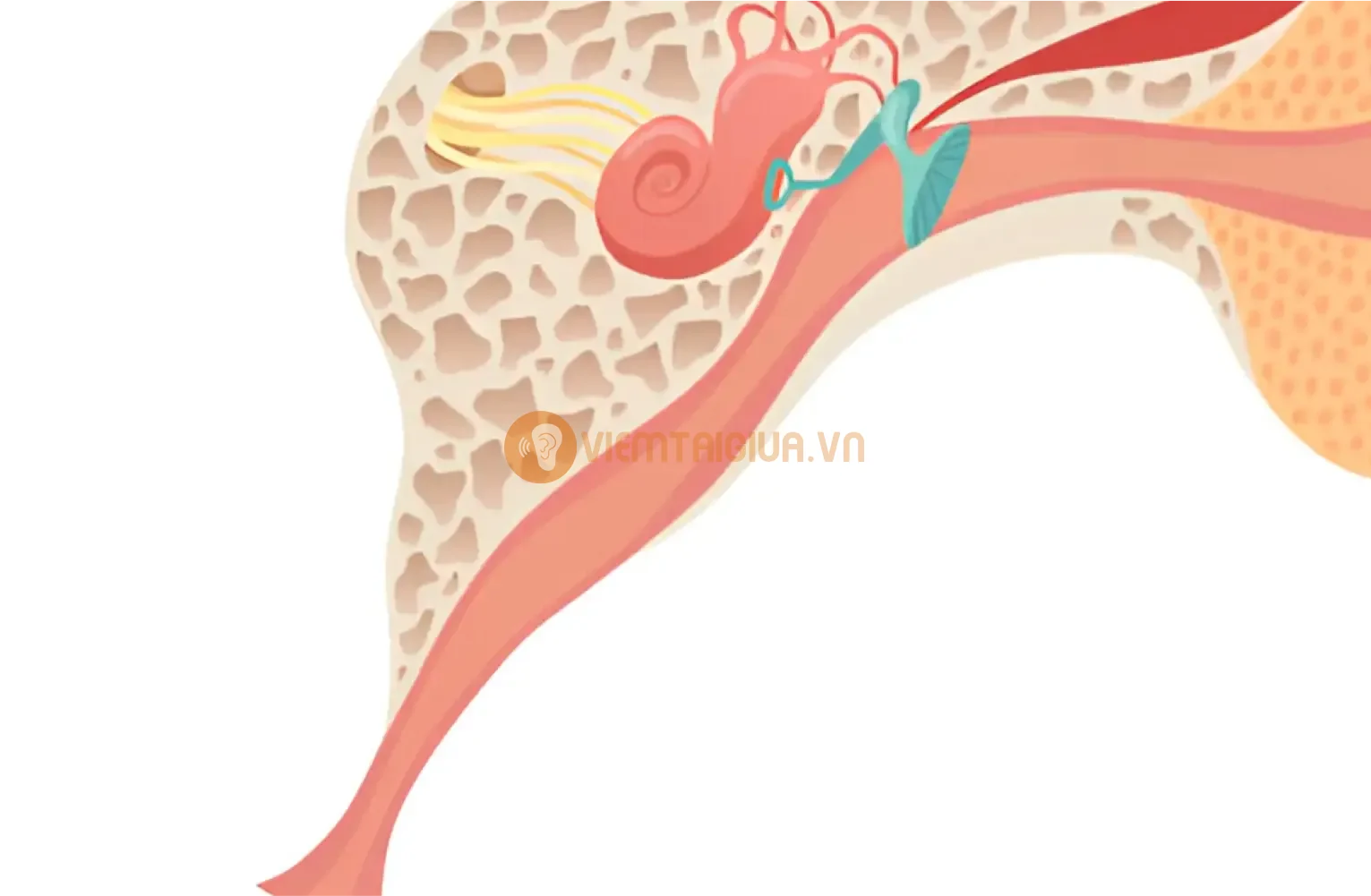 Những nguyên nhân từ mũi tác động đến ống Eustachian tạo điều kiện cho vi khuẩn và virus phát triền trong tai giữa