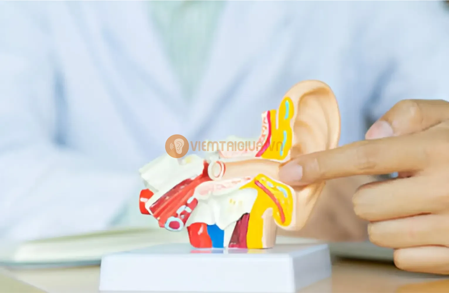 Tai ngoài được tính từ lỗ tai tới màng nhĩ bao gồm ống tai ngoài và vành tai